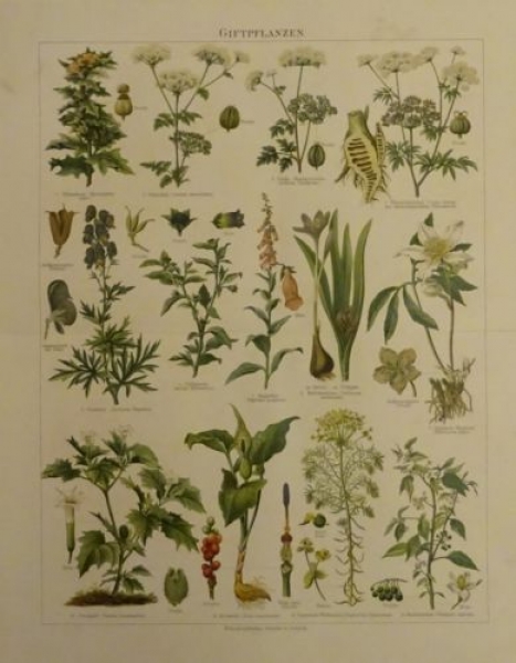1898 - Giftpflanzen, alter Druck